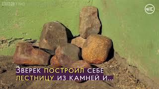 История одного медоеда