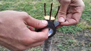 прививка абрикоса простой проверенный способ / grafting tree