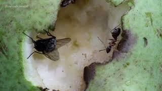 Муравьи Formica cinerea и Lasius niger лакомятся грушей