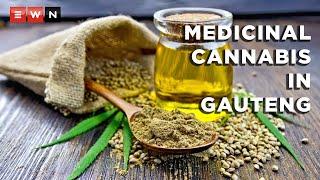 Medicinal cannabis part of Gauteng’s R45 billion agricultural development hub