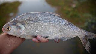 Feeding Bass the Biggest Shad Ever!