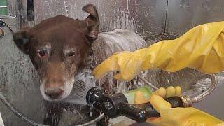 Happy Labrador Retriever loves her groomer