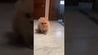 Funny Dancing Dog - Bhola Shola - Contact - 8289088895. #cute #shorts #funny