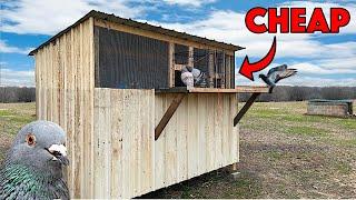 How to build the ULTIMATE PIGEON LOFT! (BUDGET)