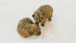 Father and son came across two abandoned shivering puppies in the snow while enjoying snowy scenery
