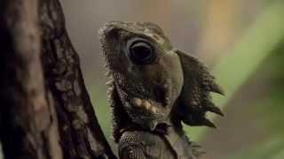 Wild Talk @ WILD LIFE Sydney Zoo: What Lizards Do