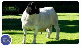 Обязательно посмотрите! Самые Удивительные и Необычные Овцы в Мире