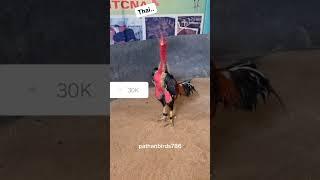 Thai aseel murga|aseel murga tiktok#shorts