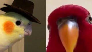 SMART AND FUNNY PARROTS TALKING  - TRY NOT TO LAUGH | Funny Pets ️
