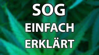 SEA OF GREEN - SCHNELLER GROWEN MIT EINFACHER METHODE - Vorteile, Nachteile und Fakten