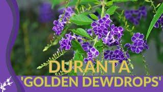 DURANTA 'GOLDEN DEWDROPS' Growing and Caring Tips! (Duranta erecta)