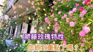 【新手變達人】如何讓爬藤玫瑰增花量，枝條誘引、修剪等等的問題綜合解答！