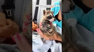 A man saved a raccoon and then adopted it #shorts