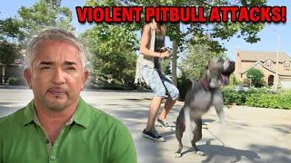 Pitbull’s Aggression Leads To Veterinarian Visit | Cesar 911 Season 2, Ep. 12