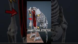 This is what your HAMSTRINGS look like when you stretch! #anatomy #3d #stretching #muscle #medical