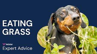 Why Is My Dog Eating Grass? Causes, Solutions & When To Call The Vet!