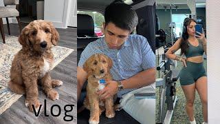 Vlog 009: Back in the routine with a new puppy