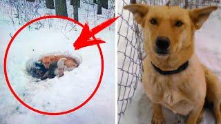 Эта собака жила в снегу вместе с 6 щенками,  она не бросила их несмотря ни на что