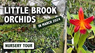 Little Brook Orchids Nursery Tour | Diverse Selection of Orchid Blooms! [March 2024 Nursery Tour]