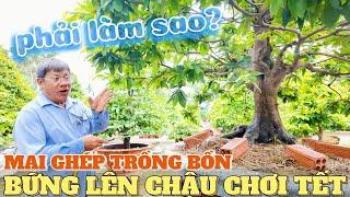 Út Đực chia sẻ Mai Ghép Dưới Bồn Đất đang mạnh bứng lên chậu chơi Tết làm sao để k ảnh hưởng bông nụ