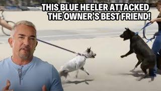 My Most Difficult Case - A Dangerous Blue Heeler At Risk Of Being Put Down | Cesar 911 Throwbacks