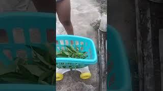 panen kangkung bersama meira