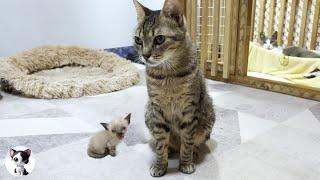 Tiny Rescued Kitten Taken to the Vet for the Due to Physical Unexpected Abnormalities