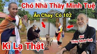 Kì Lạ..Có 102 Con Chó Nhà Bố Mẹ Thầy Minh Tuệ Ăn Chay..không ăn Mặn Ai Xem Cũng Bất Ngờ Vì Điều Này