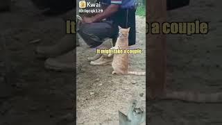 Cat vs Milk