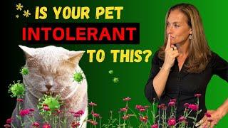 Is Histamine Intolerance Behind Your Pet's Gut Health Symptoms? - Holistic Vet Advice