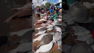 Kasimedu Meenu maa ️‍So fresh #fishing #chennaifishmarket #fishingvideo #fish