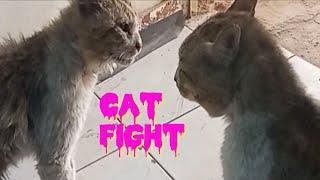 Angry Real Cat Fighting