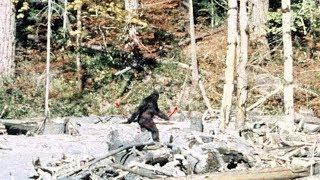 Patterson-Gimlin Bigfoot Film analysis. 4K stabilised colour.