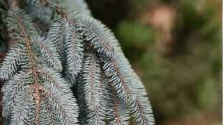 Home and Garden Landscape - Top Five Pine Trees