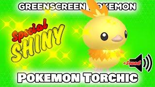 Pokemon Shiny Torchic | GreenScreen | Pokémon GO | POGO