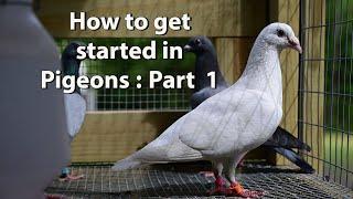 How to get started with Pigeons : Part 1