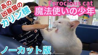 魔法使いの様な可愛い少年にあの凶暴猫のカリン様がメロメロです Ferocious cat