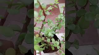 Jade Plant Care Tips You NEED To Know! #shorts #jadeplant #gardening #viralshort #trendingnow