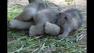 Маленькие слоники.