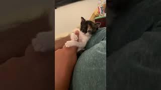 Cute kitten hugging human finger #cat #kitten #short #shorts