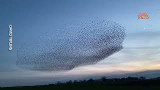 Sky Dance: Starling Murmuration ‍⬛ | PAWSOME PETS