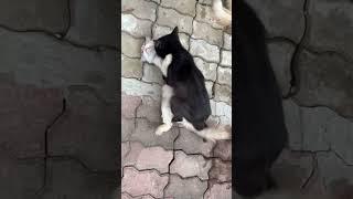 Cute Cats Mating (Part 3) | Crazyket Channel