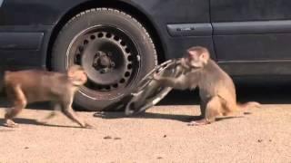 Monkeys ravage car at Longleat