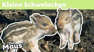 Wie werden Wildscheine erwachsen? | DieMaus | WDR