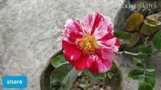 New plants in garden || Azalea, Rose, pinwheel, forget me not, Cycas. Begonia plants in garden