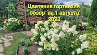 Цветение гортензий на 1 августа 2023.