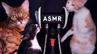 ASMR cats 2! Why did this one get yellow scab? suna