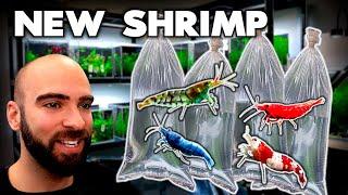 I GOT LOTS of *RARE* SHRIMP!! (unboxing & adding to tanks) | MD Fish Tanks