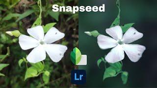 Edit foto bokeh dengan Snapseed seperti fotografer - Edit foto bunga ala fotografer