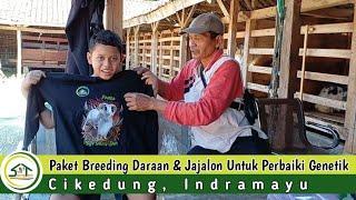 PAKET BREEDING JAJALON DARAAN KE CIKEDUNG INDRAMAYU